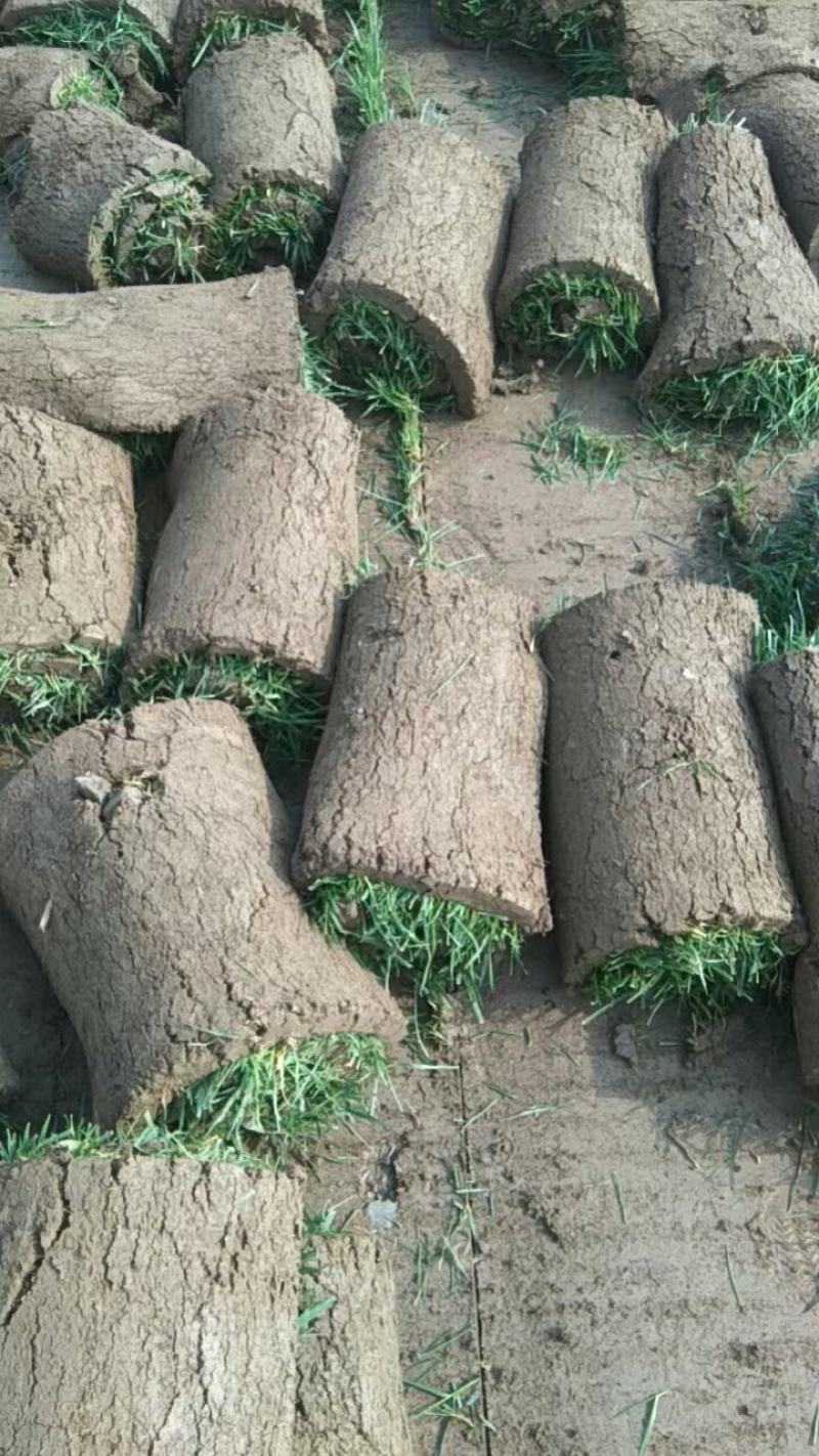 草皮，马尼拉，百慕大，高羊毛，黑麦草混播