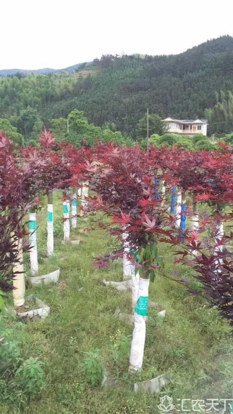 红枫大量出售各种规格日本红枫，三季红枫，中国红枫，羽毛枫