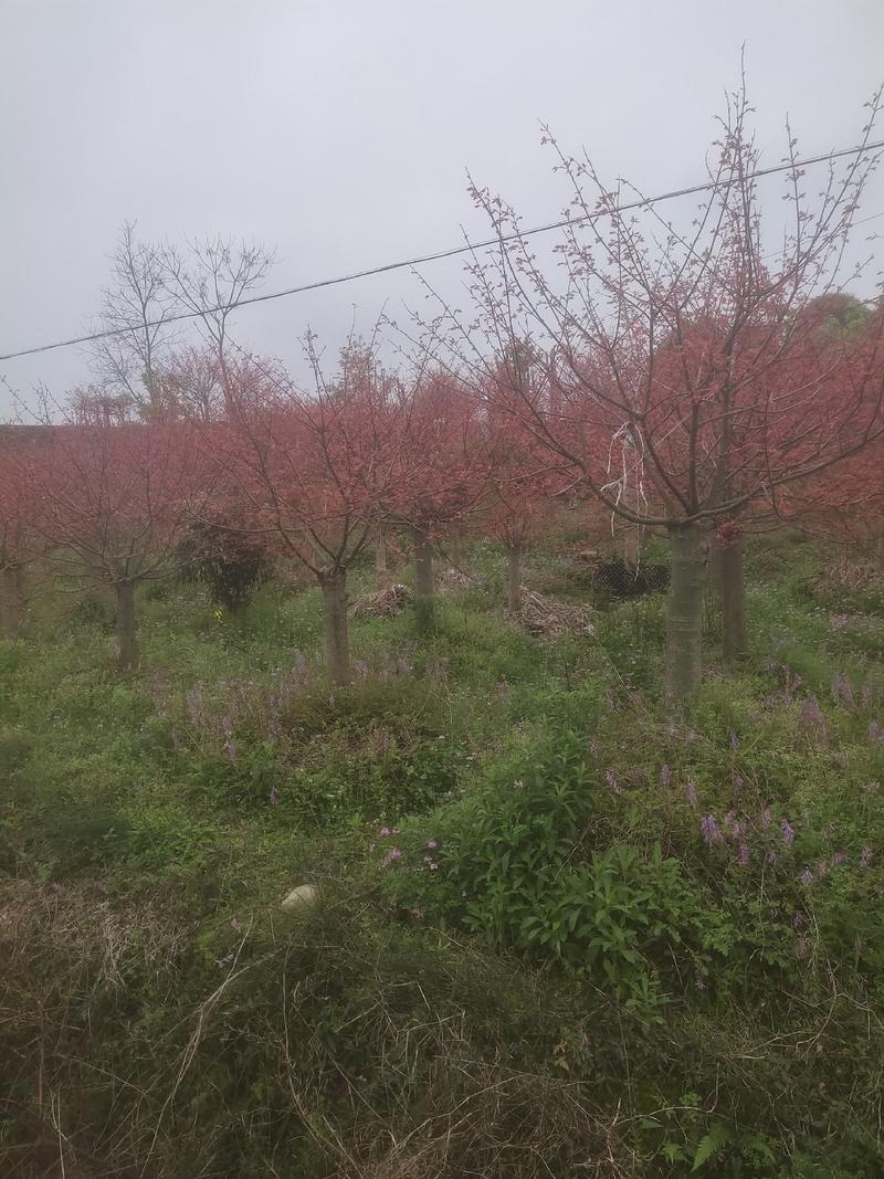红枫大量出售各种规格日本红枫，三季红枫，中国红枫，羽毛枫