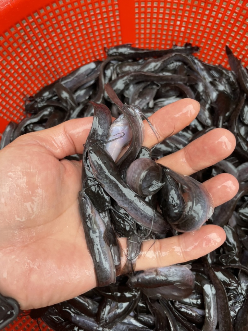 埃及鱼苗，八须鲶鱼苗，技术孵化优质快大良种苗。