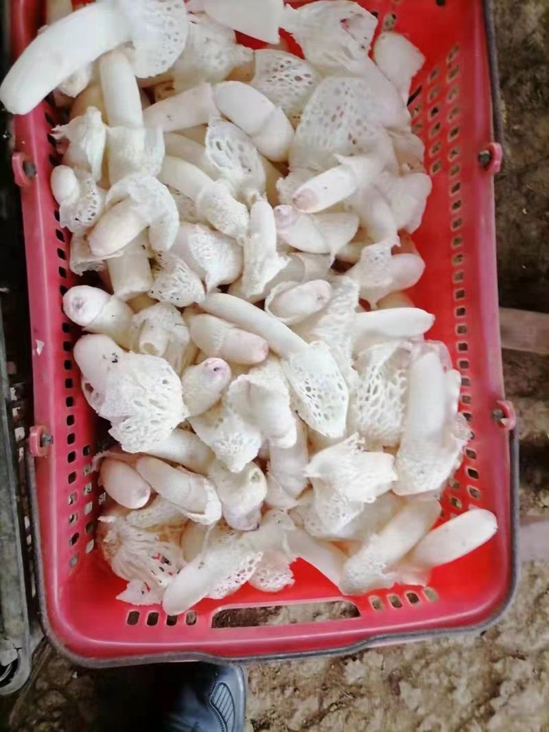 鲜竹荪