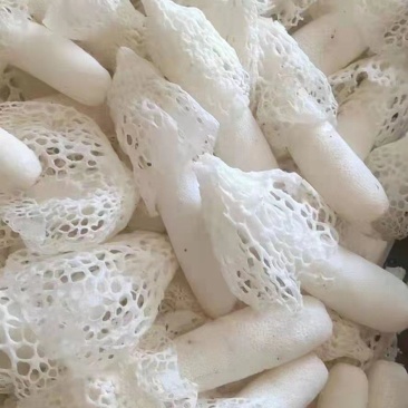 鲜竹荪