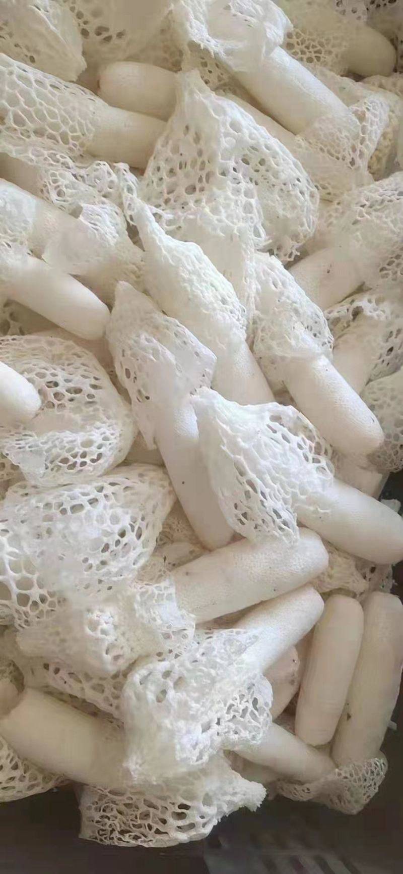 鲜竹荪