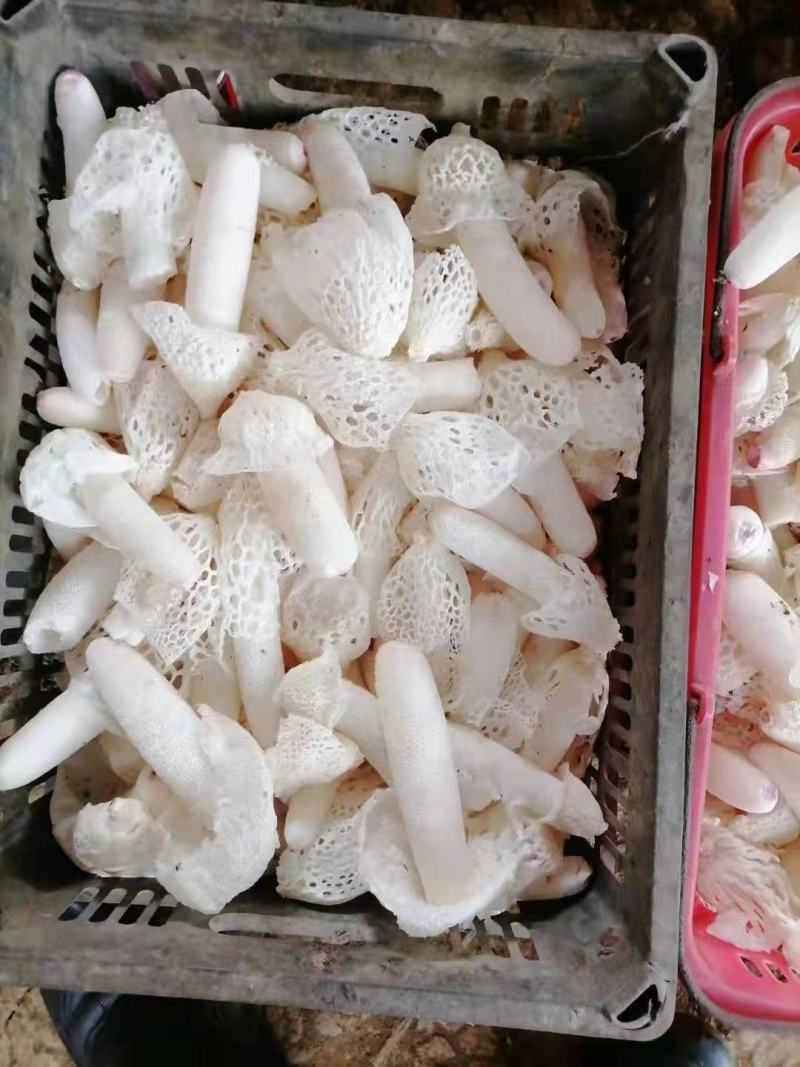 鲜竹荪