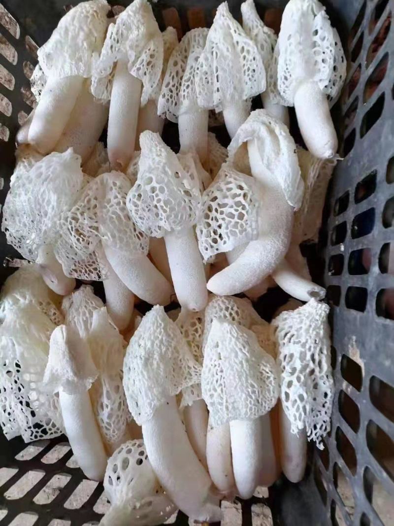 鲜竹荪