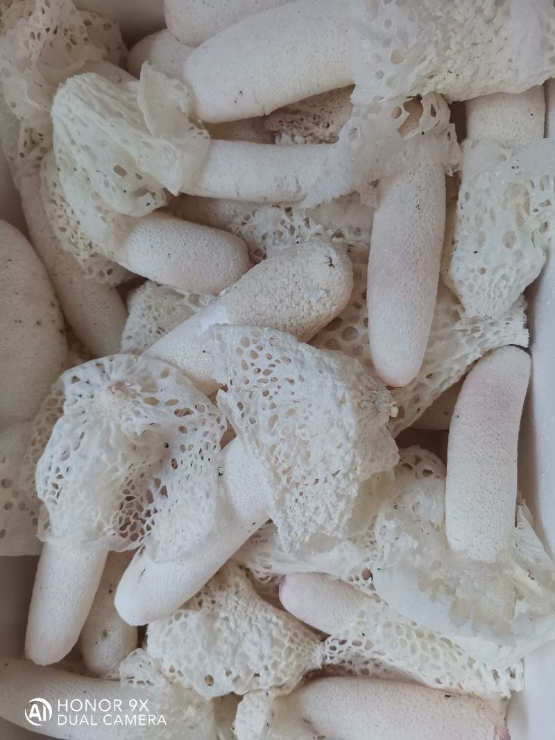 鲜竹荪