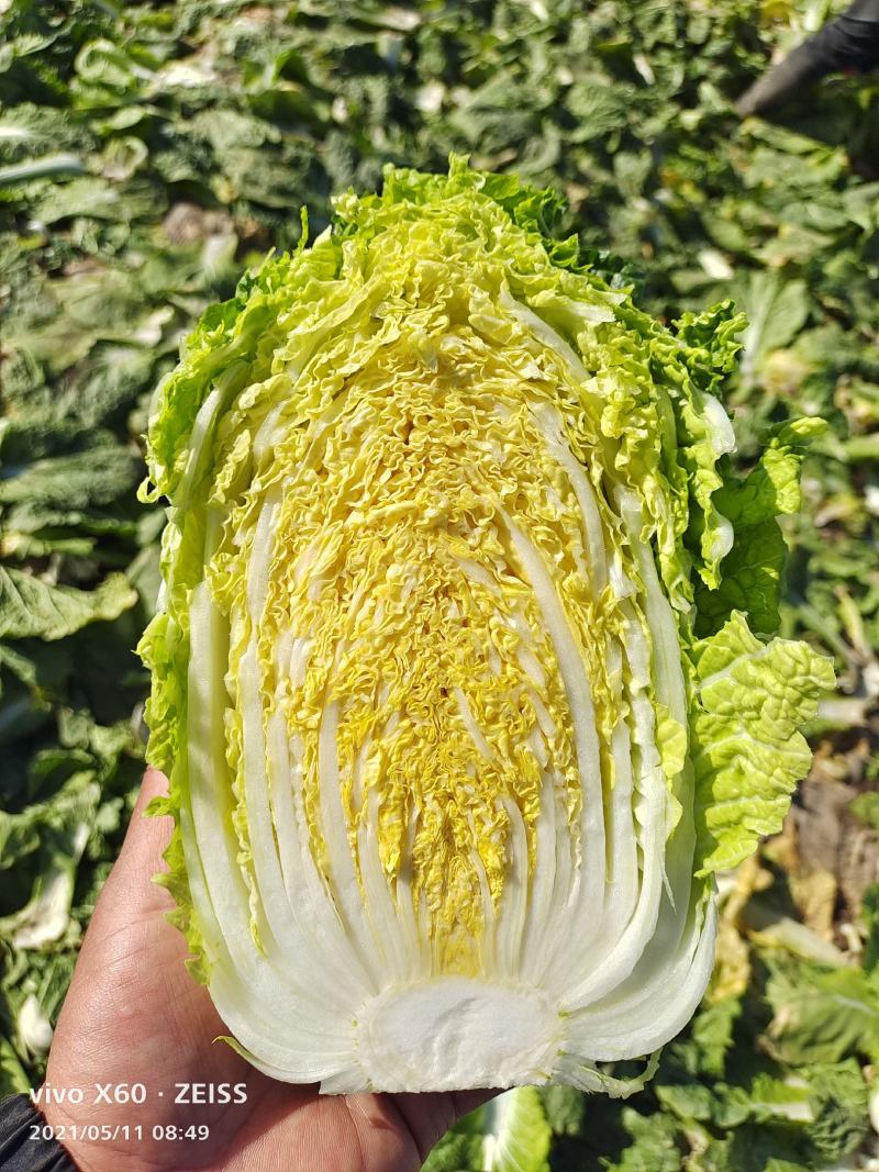 甘肃张掖夏季大白菜娃娃菜，大量上市基地直发质量有保