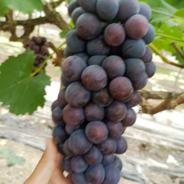 早夏夏黑葡萄，颗粒大串行好，果粉好