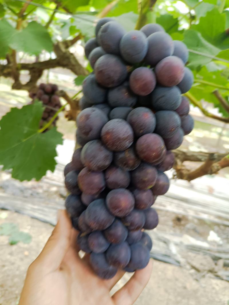 早夏夏黑葡萄，颗粒大串行好，果粉好