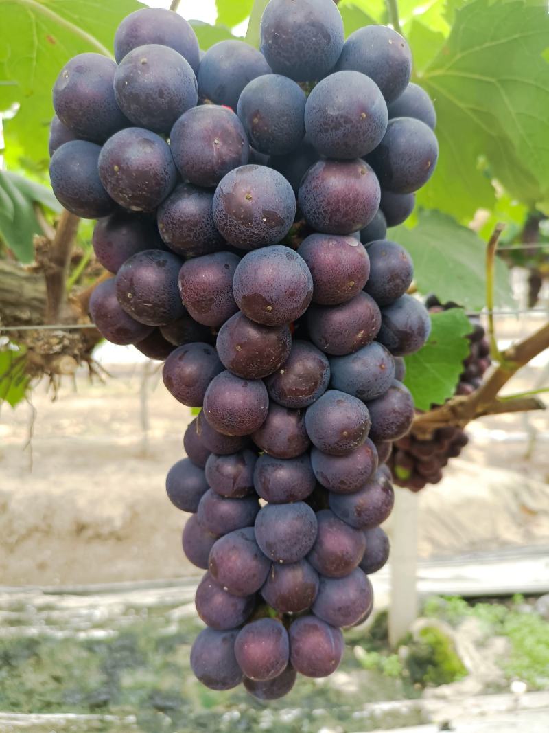 早夏夏黑葡萄，颗粒大串行好，果粉好