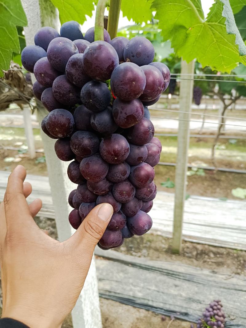 早夏夏黑葡萄，颗粒大串行好，果粉好