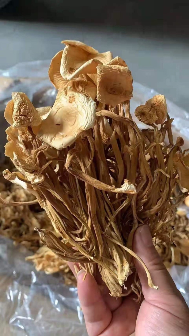 茶树菇厂家批发一手货源，地摊展会批发干度合适
