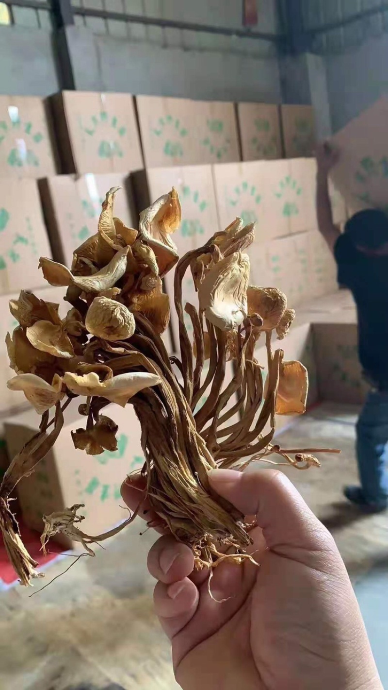 茶树菇厂家批发一手货源，地摊展会批发干度合适