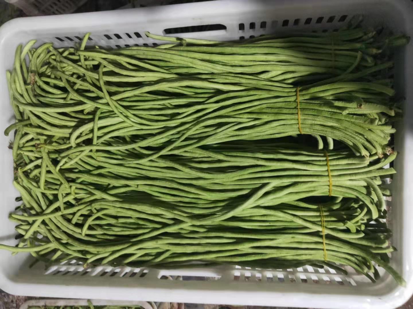 挑选新鲜白不老豆角