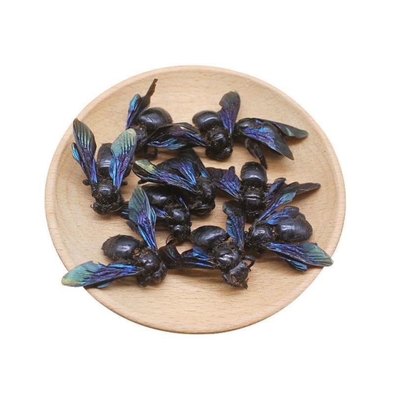 野生乌竹蜂乌蜂熊蜂象蜂大个咸竹蜂虫广西中草药材1