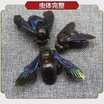 野生乌竹蜂乌蜂熊蜂象蜂大个咸竹蜂虫广西中草药材1