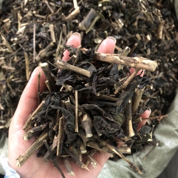 板蓝根（大青叶）批发药材各种规格，量大从优可支持代发