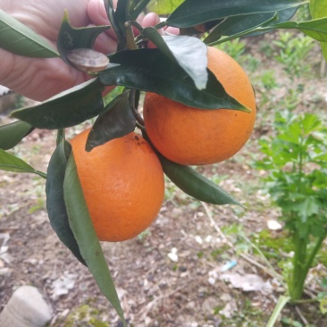 奉节脐橙