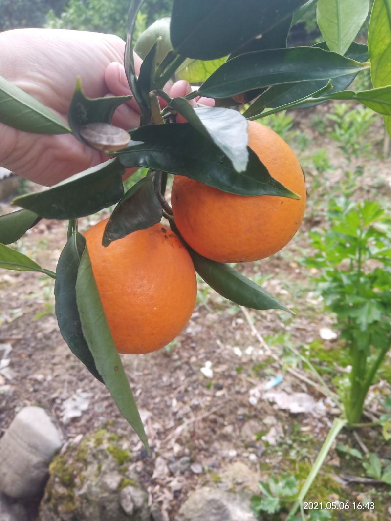 奉节脐橙