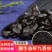 九香虫中药材优质野生九香虫小九香虫干货打屁虫100