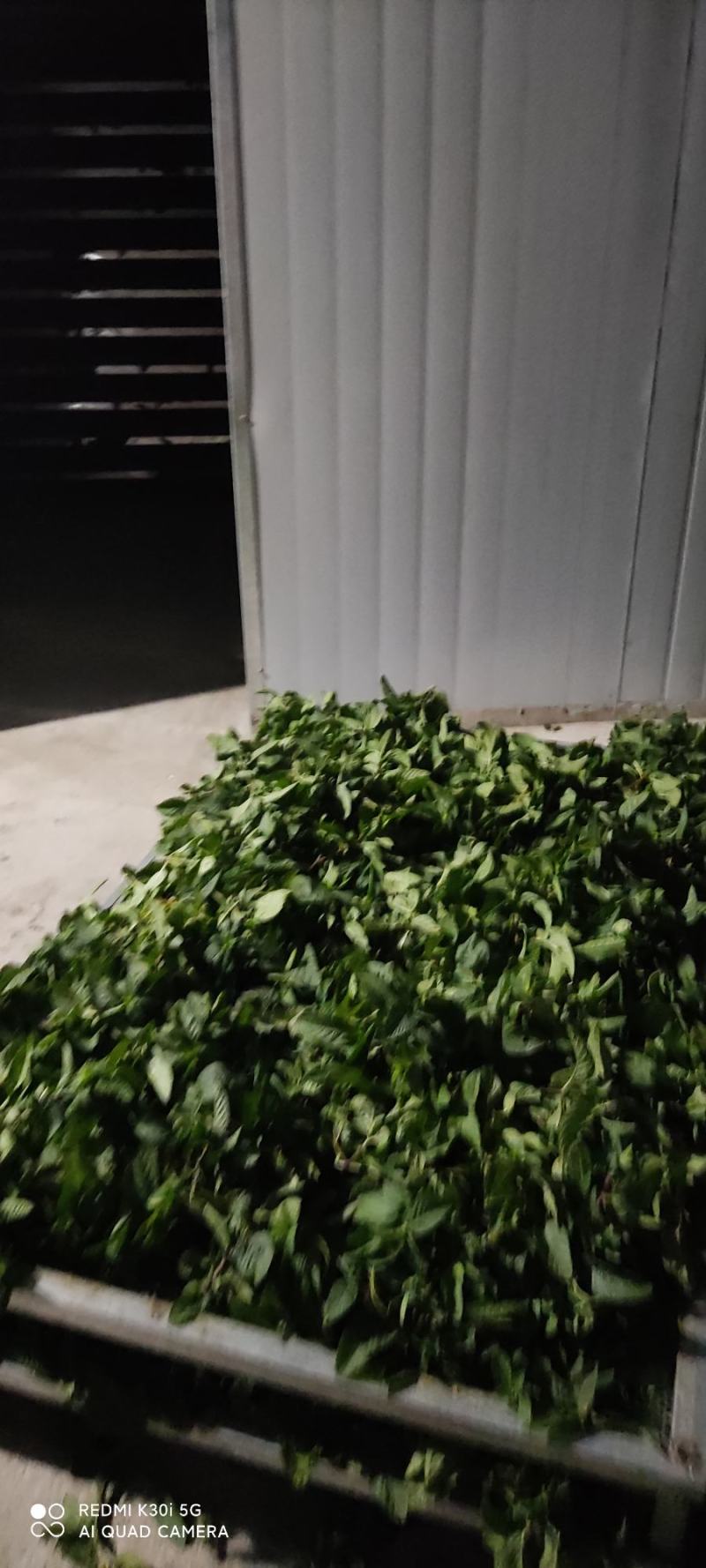 薄荷