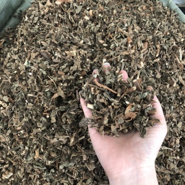 藿香中药材批发，广藿香量大从优，农产品加工大货藿香
