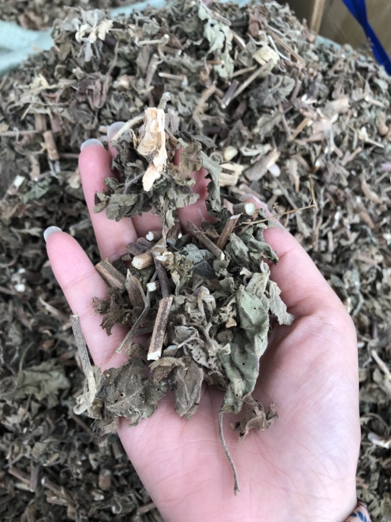 藿香中药材批发，广藿香量大从优，农产品加工大货藿香