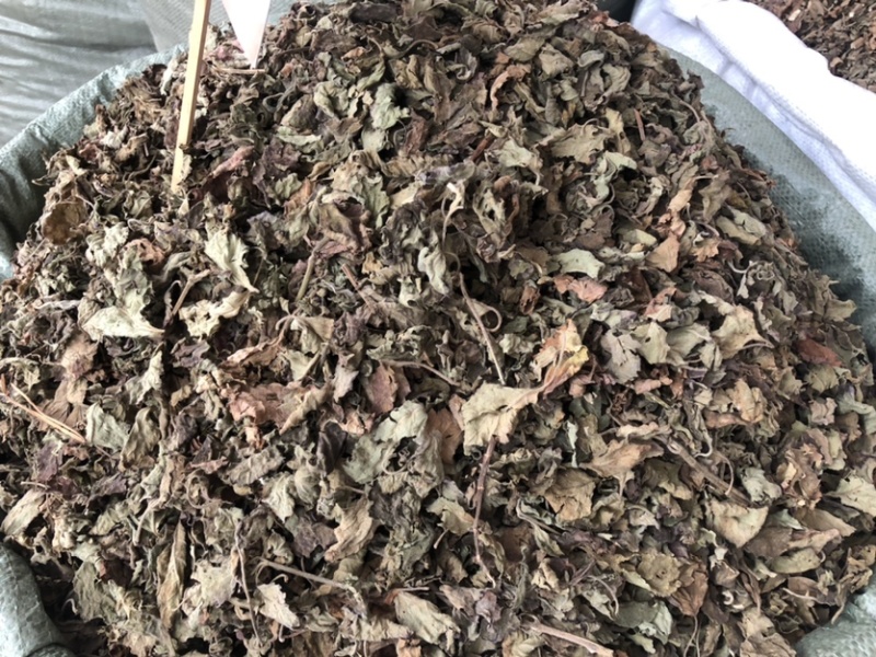 藿香中药材批发，广藿香量大从优，农产品加工大货藿香