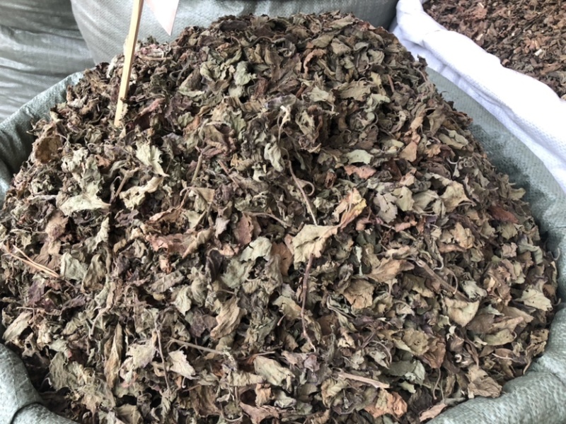 藿香中药材批发，广藿香量大从优，农产品加工大货藿香