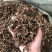 藿香中药材批发，广藿香量大从优，农产品加工大货藿香