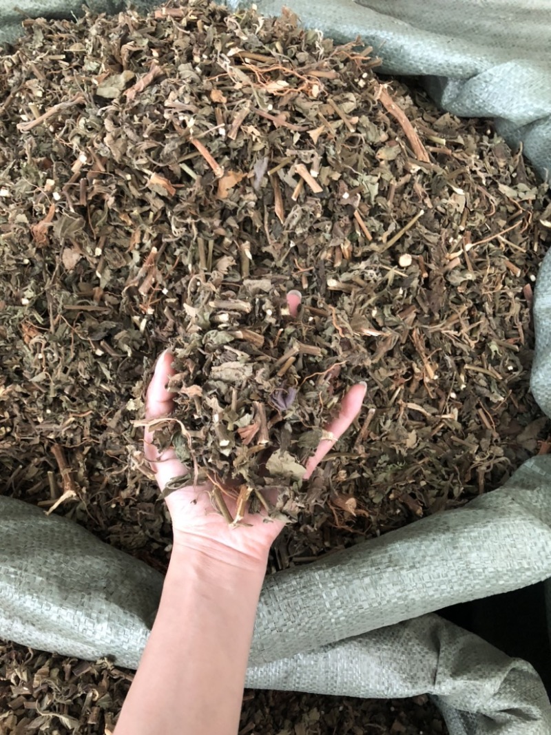 藿香中药材批发，广藿香量大从优，农产品加工大货藿香