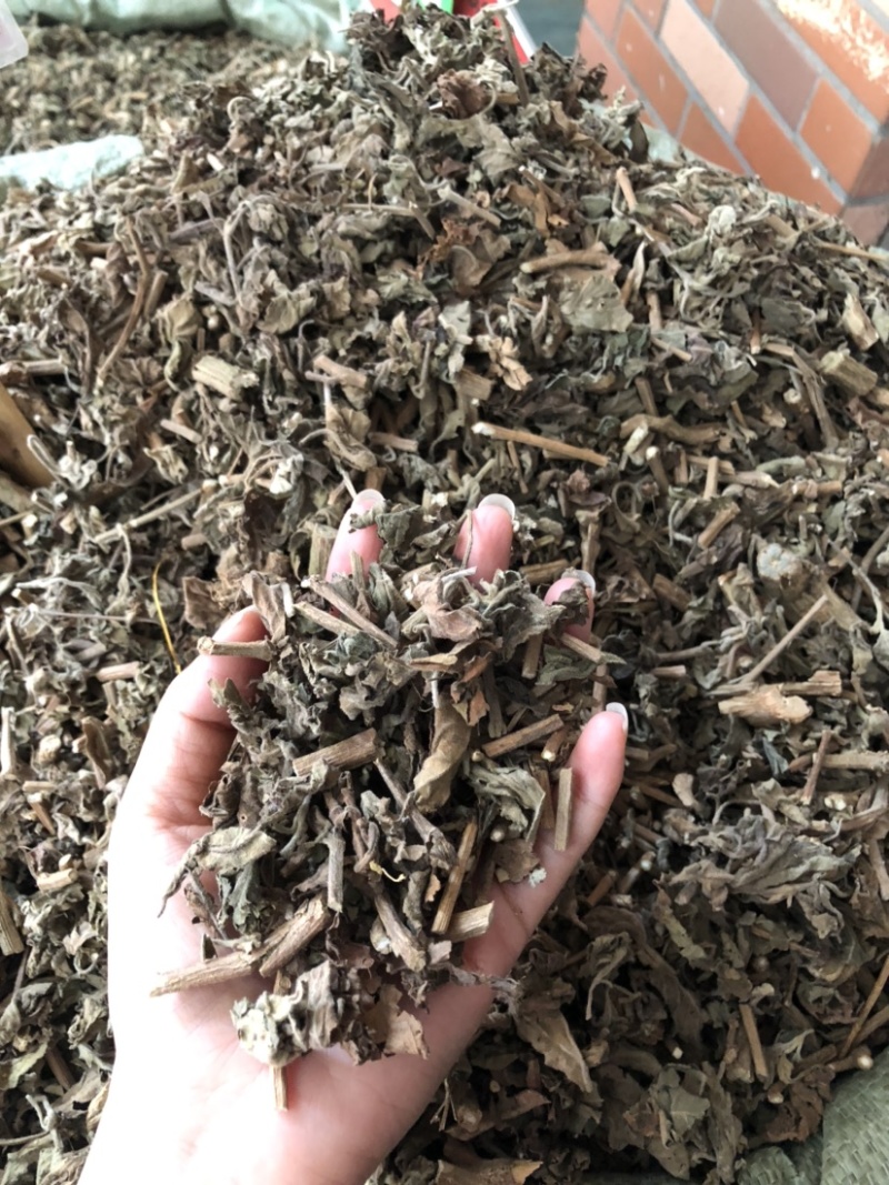 藿香中药材批发，广藿香量大从优，农产品加工大货藿香