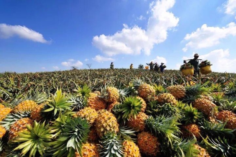 产地直销徐闻菠萝愚公楼菠萝基地直发香水菠萝一件代发