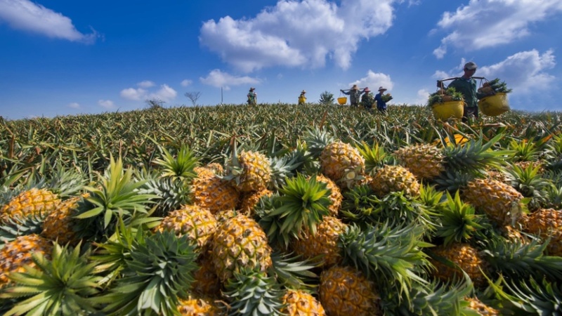 产地直销徐闻菠萝愚公楼菠萝基地直发香水菠萝一件代发