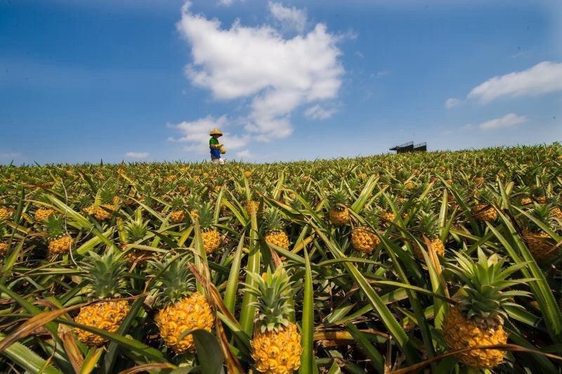 产地直销徐闻菠萝愚公楼菠萝基地直发香水菠萝一件代发