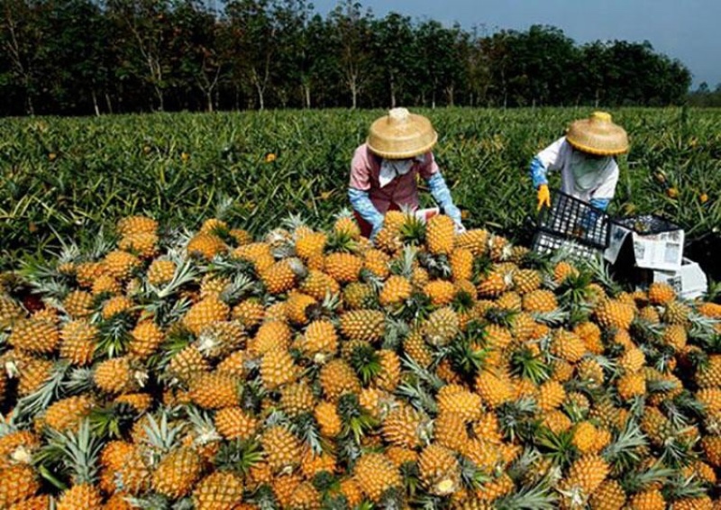 产地直销徐闻菠萝愚公楼菠萝基地直发香水菠萝一件代发