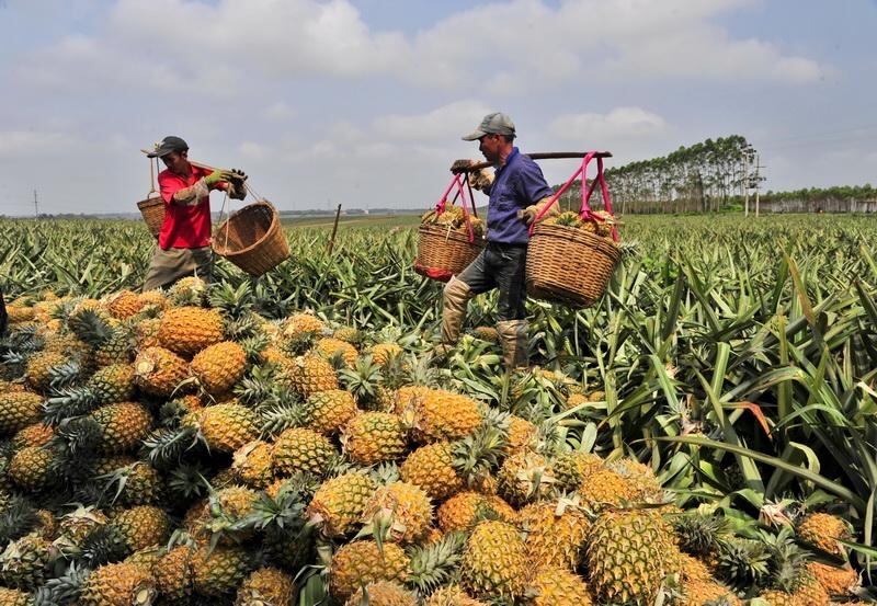 产地直销徐闻菠萝愚公楼菠萝基地直发香水菠萝一件代发