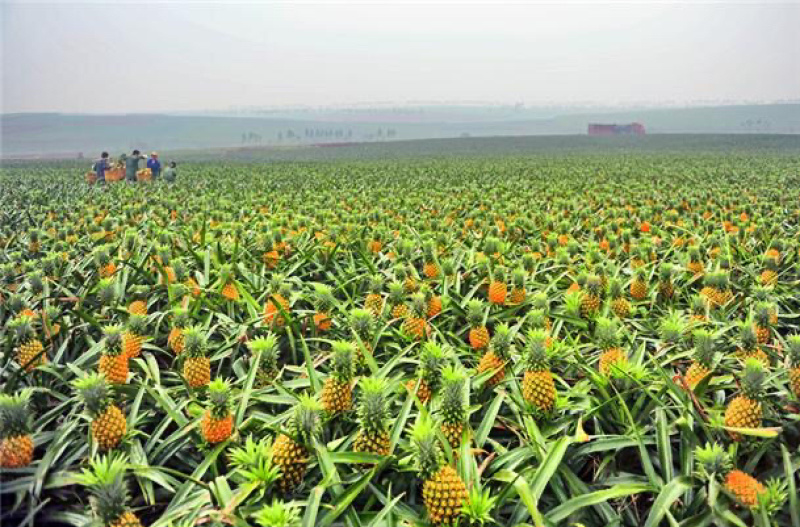 产地直销徐闻菠萝愚公楼菠萝基地直发香水菠萝一件代发