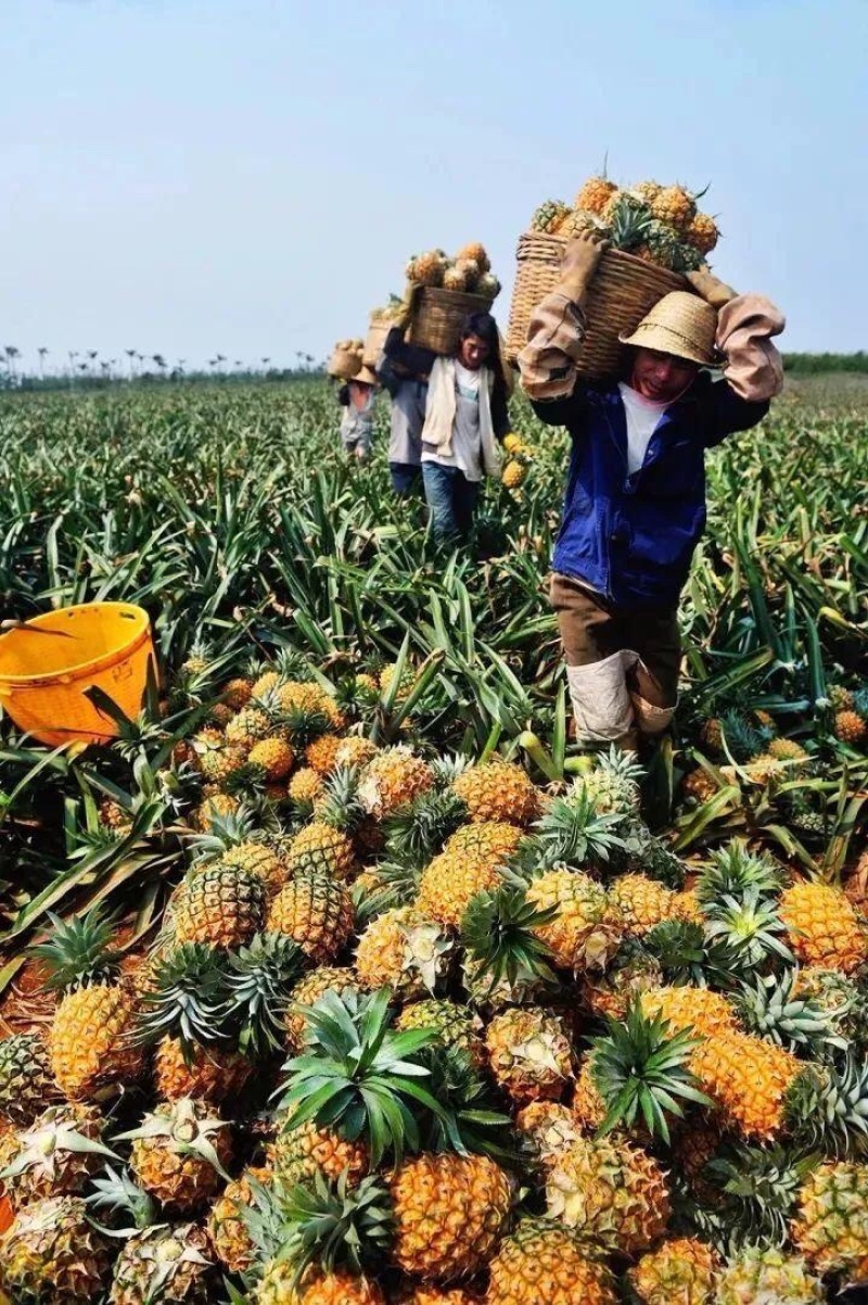 产地直销徐闻菠萝愚公楼菠萝基地直发香水菠萝一件代发