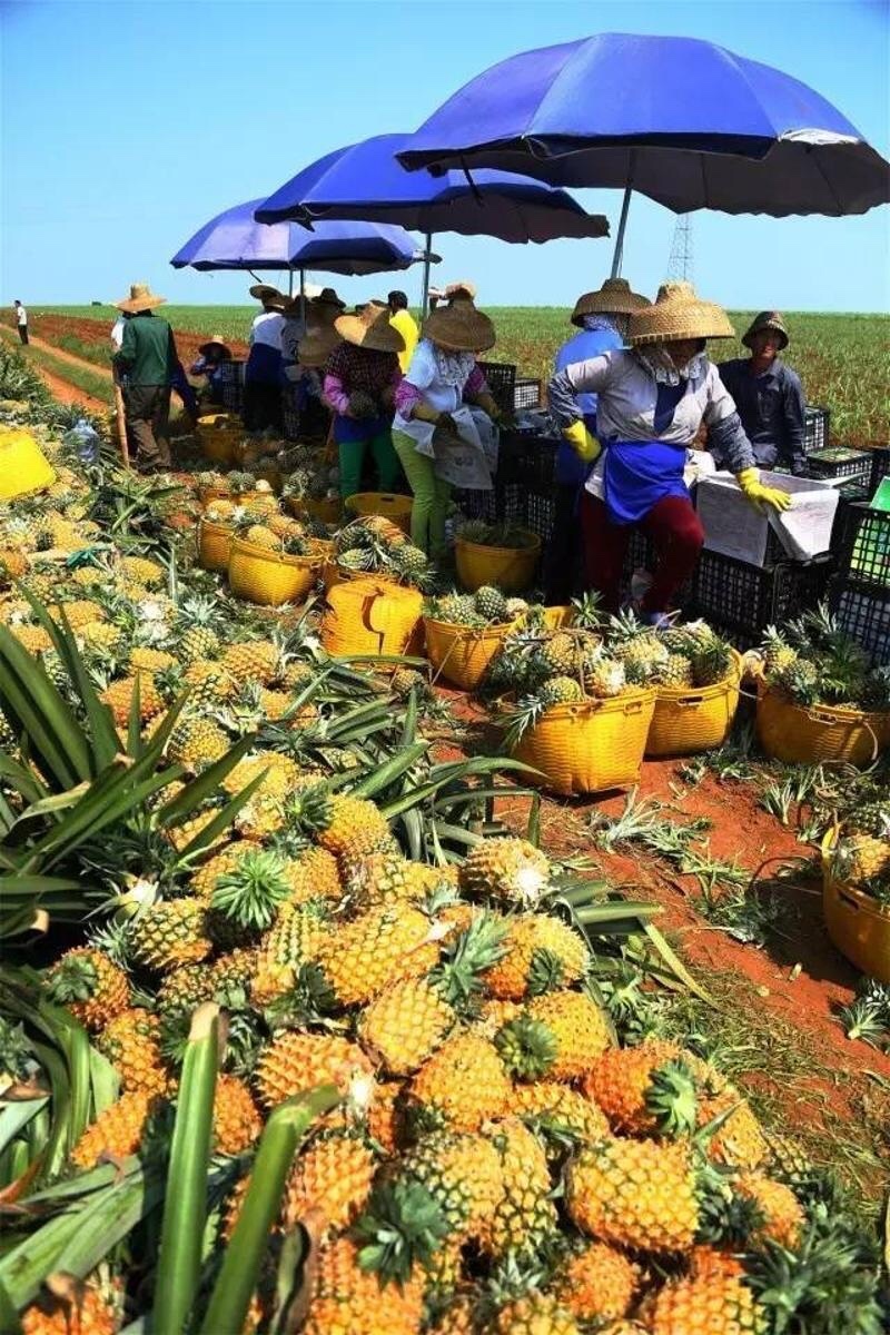 产地直销徐闻菠萝愚公楼菠萝基地直发香水菠萝一件代发