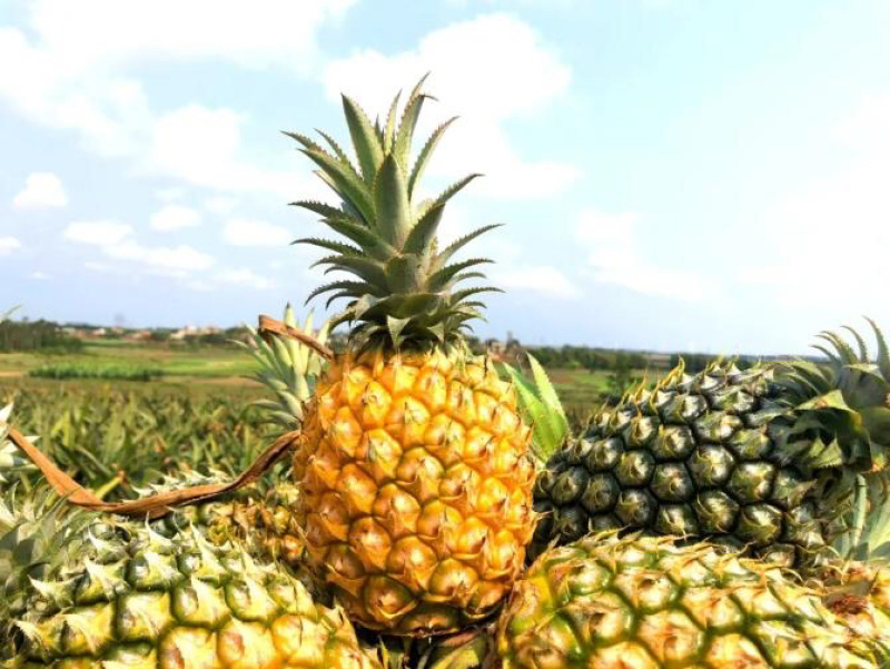 产地直销徐闻菠萝愚公楼菠萝基地直发香水菠萝一件代发