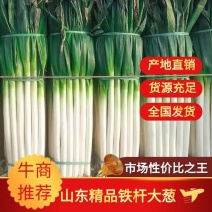 【大葱】山东铁杆大葱一手货源规格齐全坏单包赔