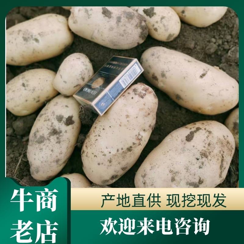 陕西汉中土豆沃土五号定地现挖市场货电商货