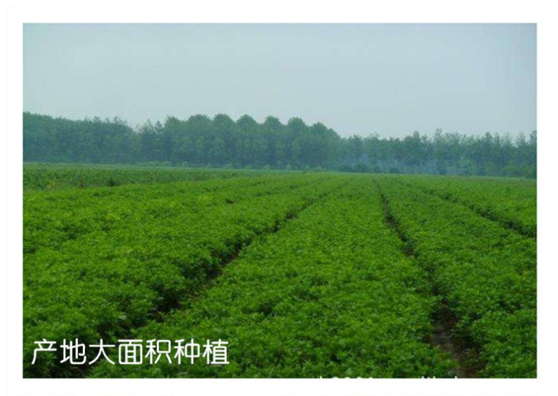 【厂地直销】江苏胎菊王菊花茶花草茶胎菊量大直发