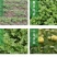【厂地直销】江苏胎菊王菊花茶花草茶胎菊量大直发