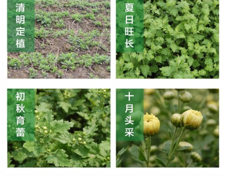 【厂地直销】江苏胎菊王菊花茶花草茶胎菊量大直发