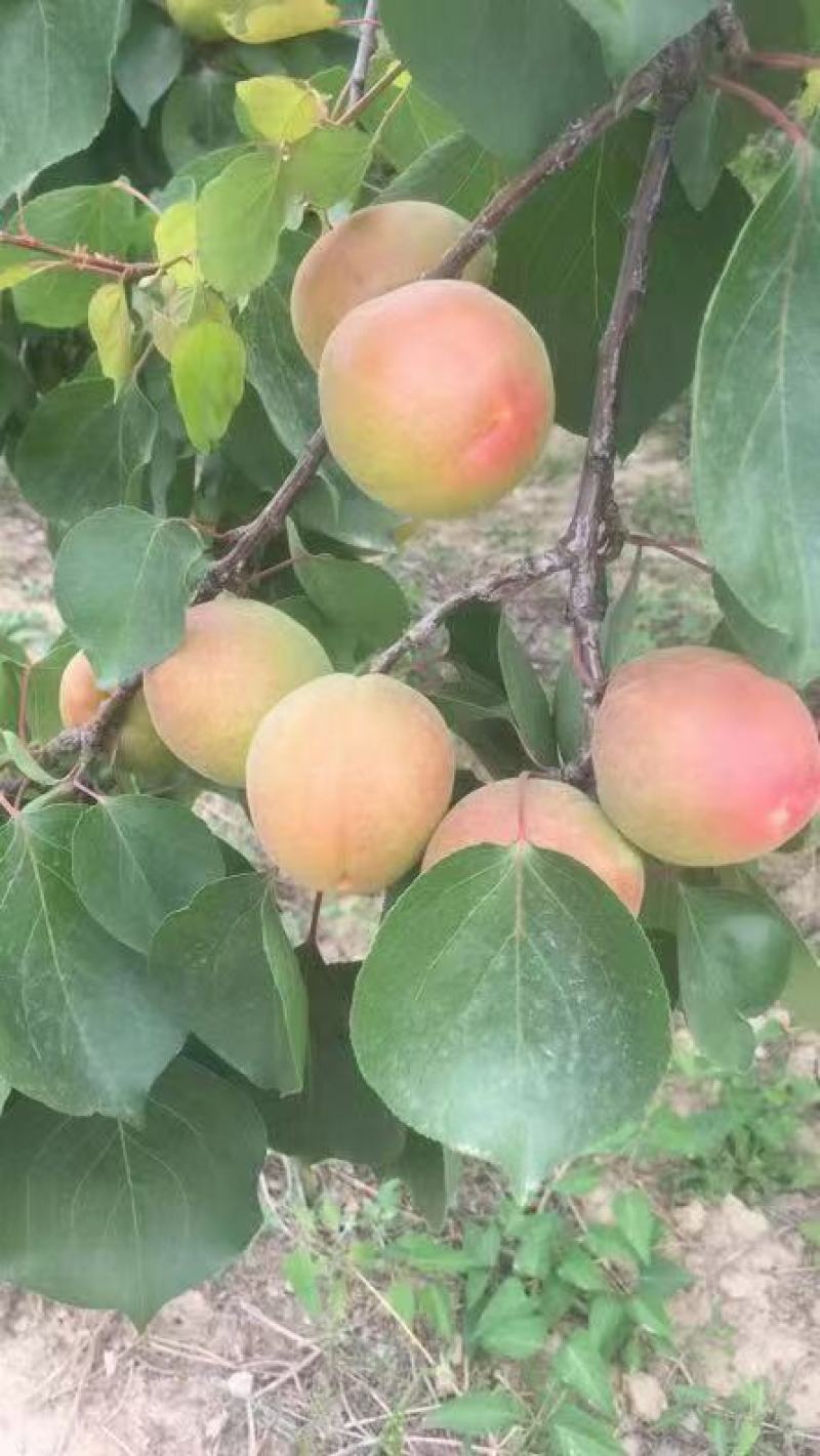 丰园红杏，色泽艳丽，口感酸甜，熟透后特甜，多汁