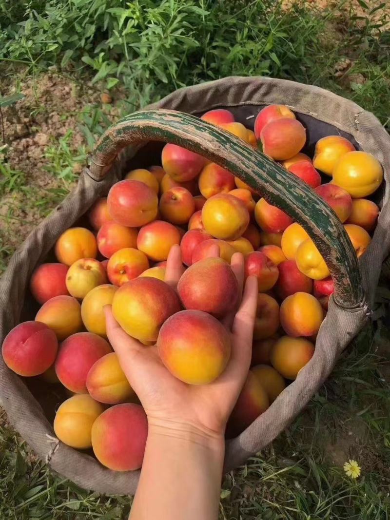 丰园红杏，色泽艳丽，口感酸甜，熟透后特甜，多汁
