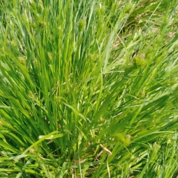 园林绿化花草种秄