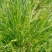 园林绿化花草种秄